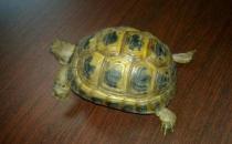 養烏龜對于水的管理