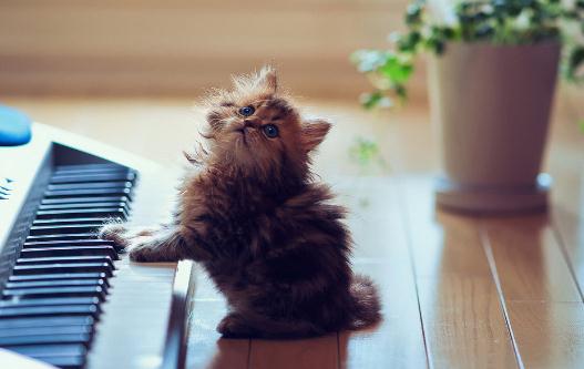 小貓的飼養管理方法