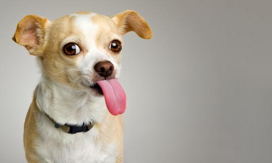 想養狗狗嗎?新手養狗的具體攻略