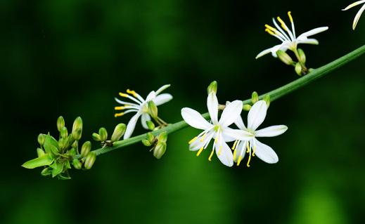 吊蘭葉尖干枯了還有救嗎？