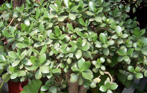 玉樹(shù)的養(yǎng)殖方法 玉樹(shù)養(yǎng)殖的病蟲(chóng)害防治