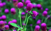 為什么植物會出現爛根的現象？