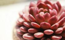 冬季多肉植物被凍傷了怎么辦？