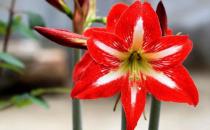 養花必學：給花卉換盆的方法