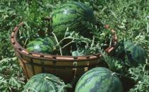 如何把西瓜變成花肥呢？