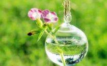 食醋在養花中竟有大作用？