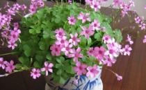 教你配制花卉營養液的方法