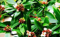 這些植物放在家中有意想不到的功效！