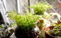 水養植物是什么？水養植物的分類