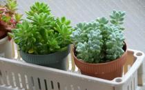 梅雨季節盆花的養護方法