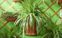 如果你也養花 那么你必須注意這些事