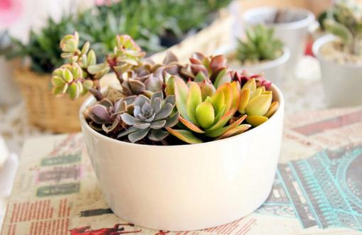 你必須了解的多肉植物種植常識(shí)