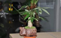 教你讓發財樹莖部肥大的方法