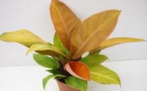 紅寶石與綠寶石喜林芋的區分方法