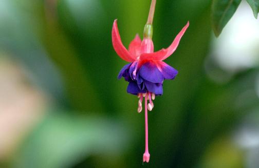 倒掛金鐘的簡(jiǎn)介 倒掛金鐘的種植方法