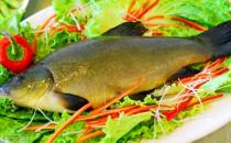 丁桂魚有什么營養(yǎng)價值與功效？