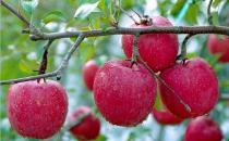 血糖低有哪些癥狀？低血糖如何飲食調(diào)理？