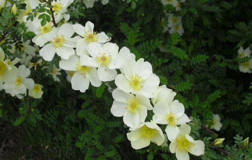 三月份養什么花最合適？