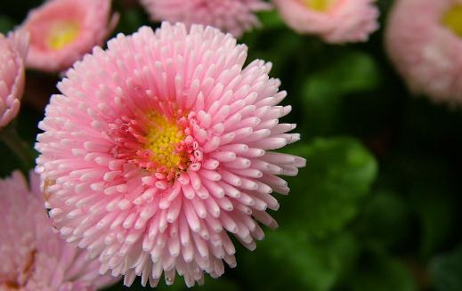 如何給養花的土壤消毒?