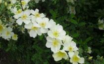 三月份養(yǎng)什么花最合適？