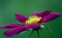 秋季適合養什么花？秋季如何養花？