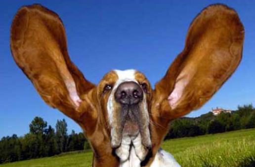 耳朵突然進(jìn)入異物要怎么辦？