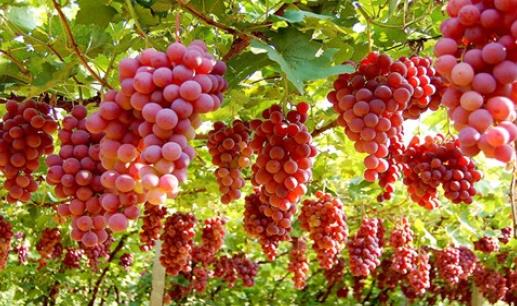 吃什么可以防曬？10種防曬護膚食物推薦