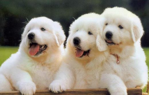 老人養狗好嗎?適合老人養狗的類型