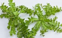 春季吃什么野菜好？四種食用野菜介紹