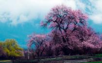 春游林芝賞桃花：沉醉在花的海洋