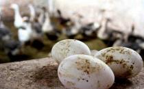 鵝蛋的食療價(jià)值和飲食禁忌