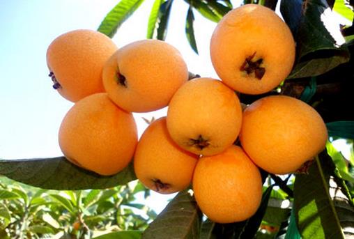 枇杷怎么保鮮？枇杷的保存方法盤點(diǎn)