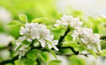 室內裝飾花卉的分布原則