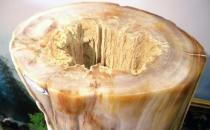 樹化玉有哪些價值？