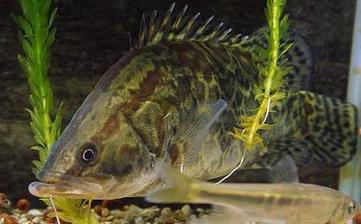 鱖魚_鱖魚的營養(yǎng)價值,功效與作用,鱖魚怎么做好吃,鱖魚的做法大全 鱖魚_鱖魚的營養(yǎng)價值,功效與作用,鱖魚怎么做好吃,鱖魚的做法大全