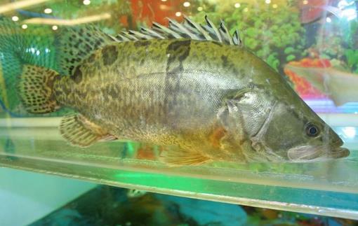 鱖魚的營養價值 鱖魚的功效與作用