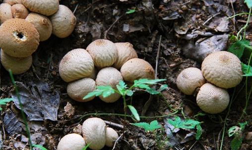 馬勃菌是什么？馬勃菌的功效