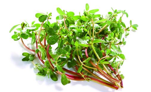 吃馬齒莧的好處 馬齒莧的吃法