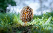 食用羊肚菌的注意事項