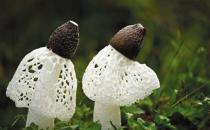 竹蓀有哪些做法？竹蓀食譜大全