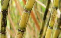 危險(xiǎn)！霉變甘蔗不能吃！