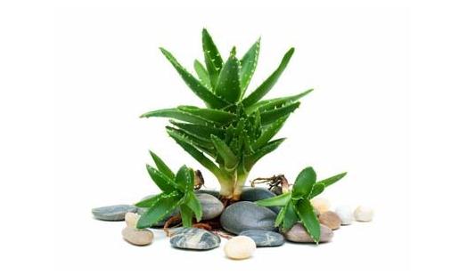 吃菠蘿有助促進(jìn)消化？這些誤區(qū)別再信啦！