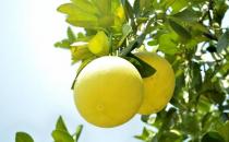 柚子有什么營養價值？