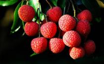 吃荔枝易上火 哪些人適合吃荔枝？