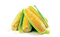 玉米是營養價值最高的主食