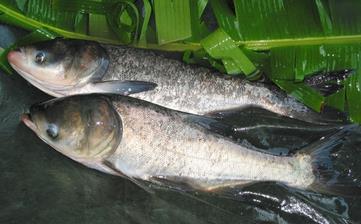 【鳙魚】_鳙魚的營養(yǎng)價值,鳙魚怎么做好吃,鳙魚的做法大全 【鳙魚】_鳙魚的營養(yǎng)價值,鳙魚怎么做好吃,鳙魚的做法大全