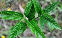 吃野菜要注意哪些事項？