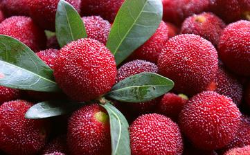 【楊梅】_楊梅的功效與作用,楊梅上火嗎,楊梅怎么吃,楊梅怎么洗 【楊梅】_楊梅的功效與作用,楊梅上火嗎,楊梅怎么吃,楊梅怎么洗