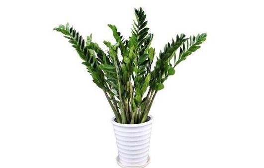 金錢樹可以養在室內嗎?