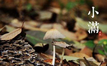 【小滿節氣】小滿是幾月幾日_小滿吃什么_小滿養生_小滿是什么意思